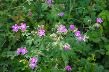 Obraz premium Wood crane's-bill flowers on a meadow