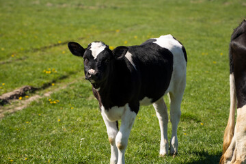 Obraz na płótnie Canvas Black and white calf stares at you on a summer pasture eats a grass.