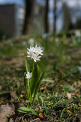 Scilla siberica flower in park at springtime