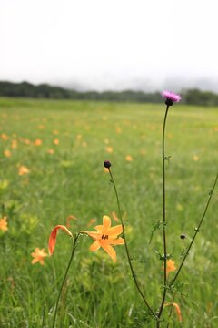 ノアザミ Images Browse 317 Stock Photos Vectors And Video Adobe Stock