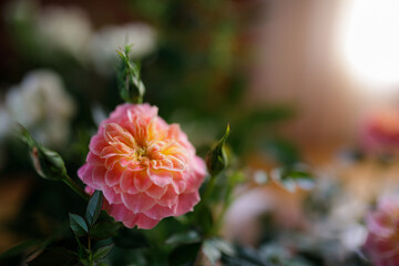 Beautiful rose indoors and blurry background