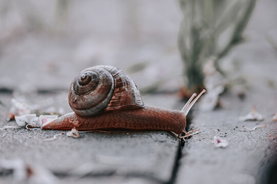 Closeup shot of a snail in a par