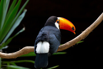 Lindo tucano colorido na arvore.
