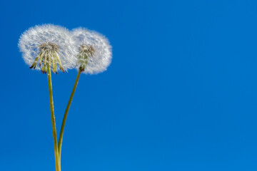 Two white fluffy dandelions stand against a blue summer sky