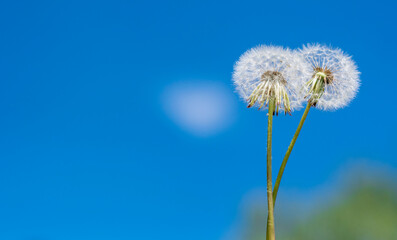 Two white fluffy dandelions stand against a blue summer sky