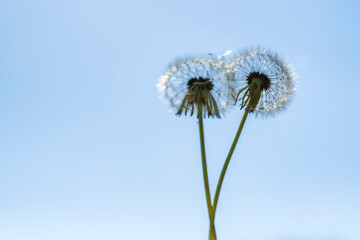 Two white fluffy dandelions stand against a blue summer sky