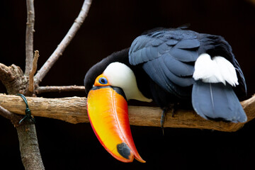 Lindo tucano colorido na arvore.
