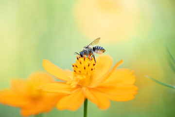 キバナコスモスから吸蜜するハキリバチ1