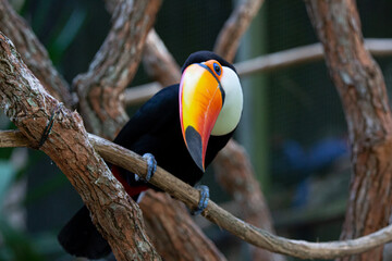 Lindo tucano colorido na arvore.
