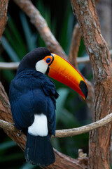 Lindo tucano colorido na arvore.
