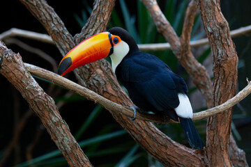 Lindo tucano colorido na arvore.
