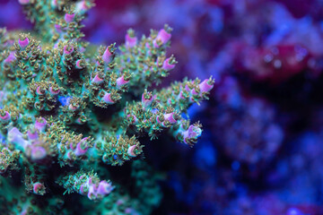 Fototapeta na wymiar Beautiful coral in reef aquarium tank. Macro shot. Selective focus.