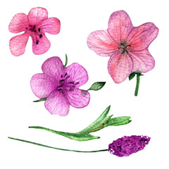 Fototapeta premium Set.Botanical.Hand drawn watercolor floral set.Hand drawn watercolor element on white background.