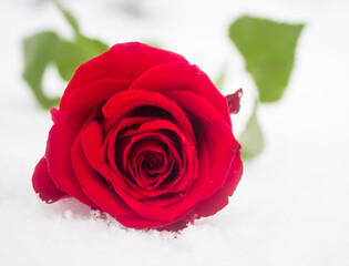 single red rose