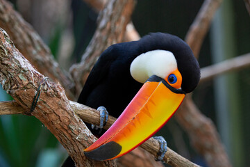Lindo tucano colorido na arvore.
