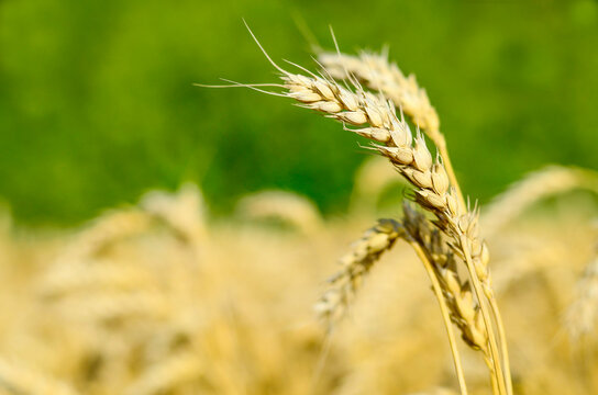 Wheat ears close-up in the field. Summer background. Cultivation harvest of wheat.