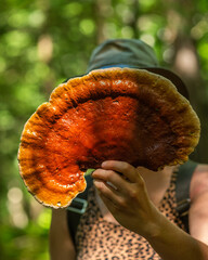 Reishi Mushroom © Nathanael Asaro