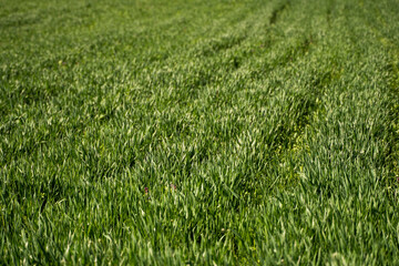 Young green wheat seedlings growing in soil on a field. Close up on sprouting rye on a field. Sprouts of rye. Sprouts of young barley or wheat that have sprouted in the soil. Agriculture, cultivation.