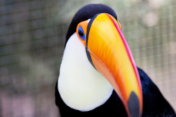 Fototapeta premium Lindo tucano colorido na arvore. 