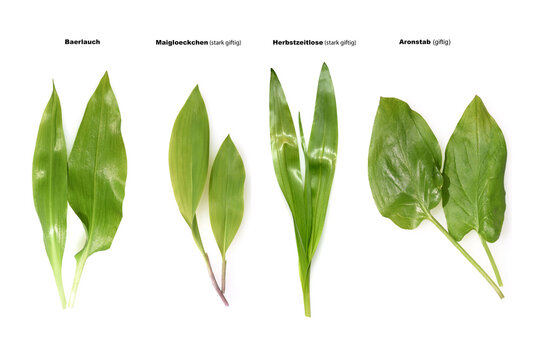 allium ursinum, Double runner, Doppelganger