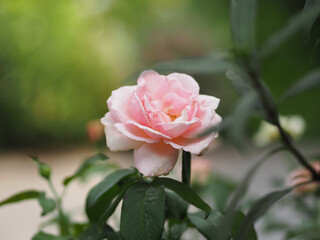 Pink Rose flower blooming in garden blurred of nature background, copy space concept for write text design in front background for banner, card, wallpaper, webpage, greeting card Valentine Day