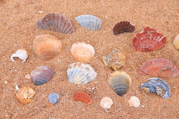 Sea shells in Algarve, Portugal