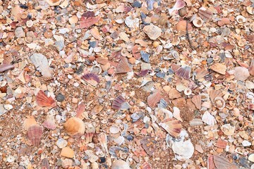Algarve sea shell beach - broken seashells