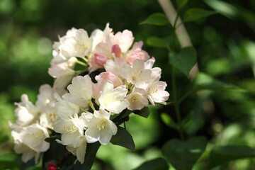 Obraz na płótnie Canvas blooming rhododendron