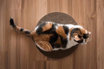 Cat is lying on a scratching post top view