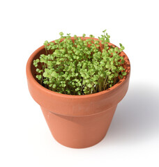 Pfeffer-Minze, Mentha piperita, Saemling