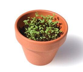 Pfeffer-Minze, Mentha piperita, Saemling