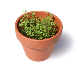 Pfeffer-Minze, Mentha piperita, Saemling