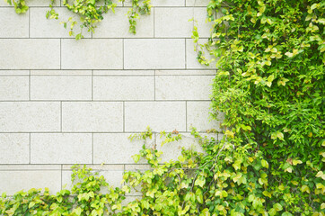 white granite block wall overgrown with green ivy plants