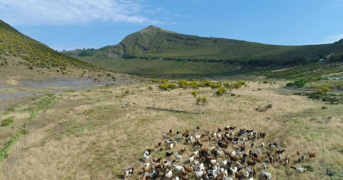 Aerial view of beautiful landscape in Sicily. Dry grass in the ground, herd of goats, green mountain and blue sky in background. Hard condition.