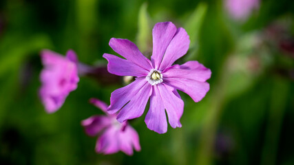 Obraz premium Red Campion, also known as Red Catchfly