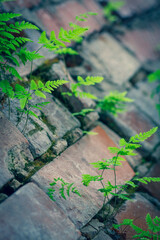 Brick wall in different colors and shades. Red to purple. Fern leaves are green with a shade of yellow. Traces of cement mortar are visible on the wall