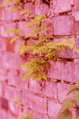 Brick wall in different colors and shades. Yellow leaves on pink brick wall. Traces of cement mortar are visible on the wall.