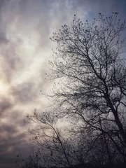 Fototapeten tree in the sky © GLenn