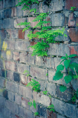 Brick wall in different colors and shades. Red to purple. Fern leaves are green with a shade of yellow. Traces of cement mortar are visible on the wall