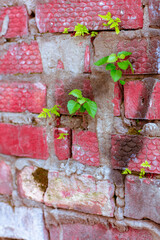 Brick wall in different colors and shades. Red to purple. Fern leaves are green with a shade of yellow. Traces of cement mortar are visible on the wall
