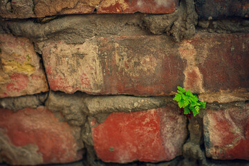 Brick wall in different colors and shades. Red to purple. Fern leaves are green with a shade of...