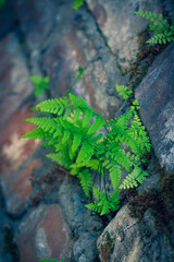 Brick wall in different colors and shades. Red to purple. Fern leaves are green with a shade of yellow. Traces of cement mortar are visible on the wall