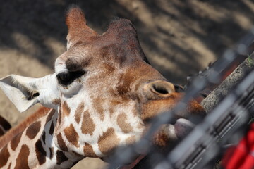 キリン, 動物, 野生生物, zoo, 頭, ウィルト, ネック, 哺乳動物, 自然,...