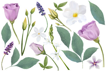 Spring flowers (lisianthus, jasmine, lavender),  grow in the garden,  with green leaves on white background. Spring floral set. Botanical illustration.