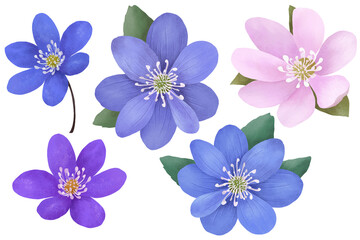 Naklejka na ściany i meble Blue and pink hepatica flowers, grow in the garden, with green leaves on white background. Spring floral set. Botanical illustration.