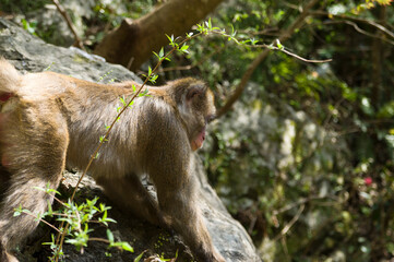 Fototapeta na wymiar Scenery around Minoh Park in Osaka,Japan. There is a Japanese monkey.