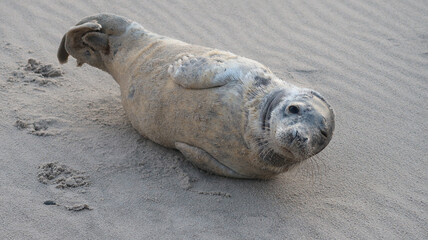 seal lying on the beach © BVpix