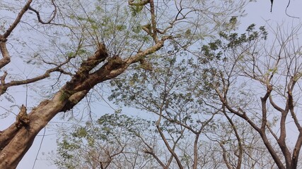 branches of a tree