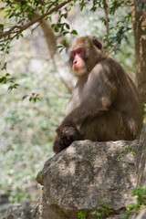 Scenery around Minoh Park in Osaka,Japan.
There is a Japanese monkey.