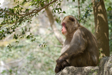 Scenery around Minoh Park in Osaka,Japan.
There is a Japanese monkey.